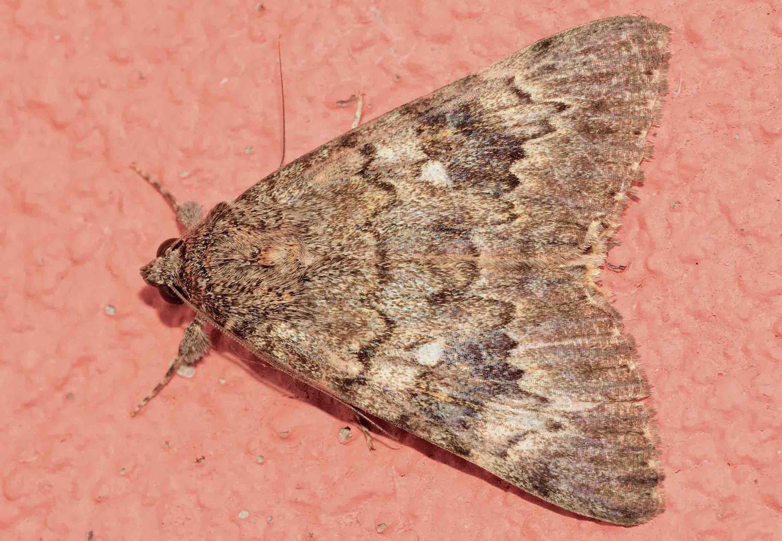 Lepidoptera dell''isola di Lefkada: Catocala nymphaea